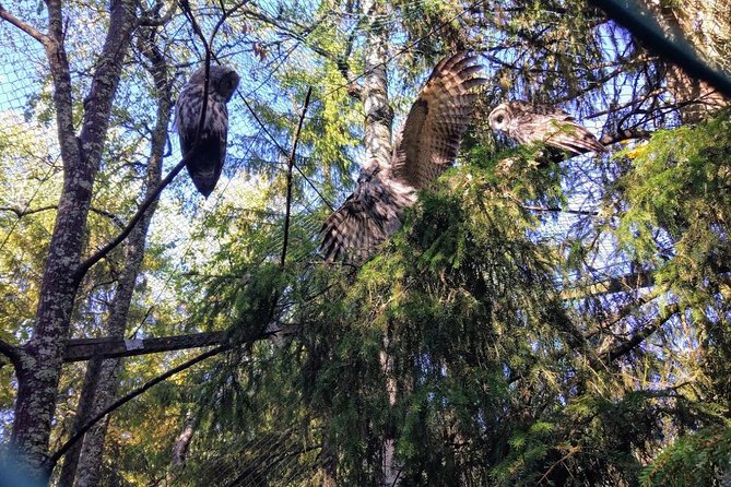 Guided Ranua Wildlife Park tour with Lunch, Small group adventure - Who should book this Ranua tour?