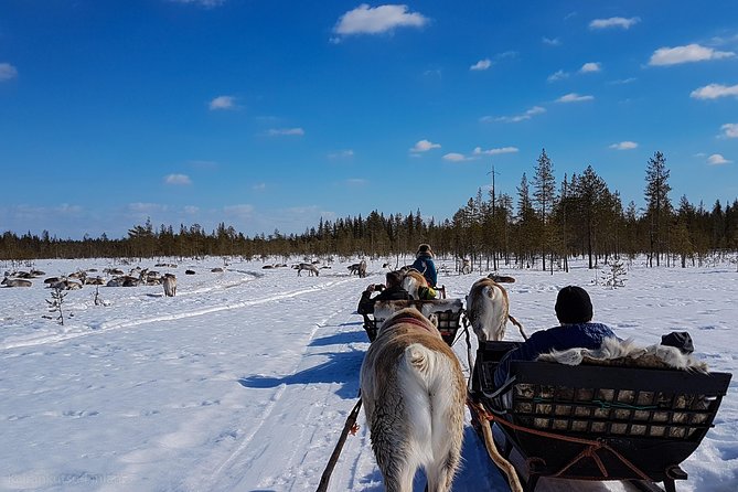 Guided reindeer farm visit and one hour sledge safari - Who will enjoy this most