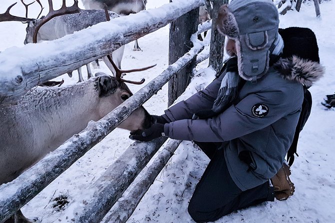 Guided reindeer farm visit and one hour sledge safari - Booking, weather, and group size