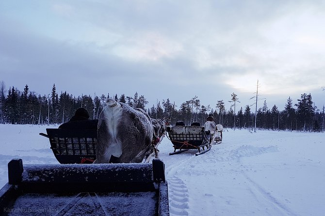Guided reindeer farm visit and one hour sledge safari - The one-hour sledge ride into the wilderness