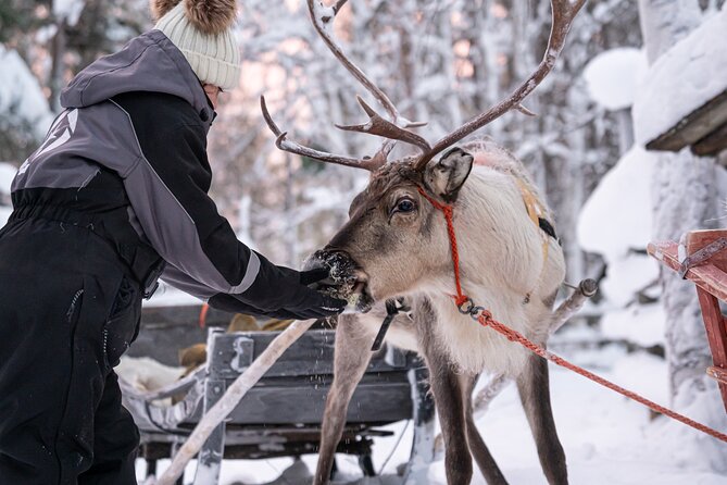 Half-Day Experience in Local reindeer farm in Lapland - Hot chocolate, pancakes, and a warm kota