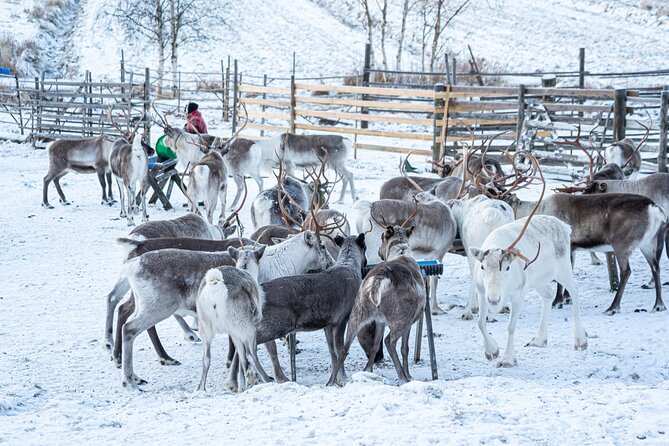 Half-Day Experience in Local reindeer farm in Lapland - Professional photos without the usual Arctic struggle