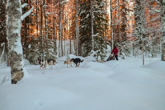 Half-Day Husky Safari and Salmon Ice Fishing Experience - Warm up in the kota afterward