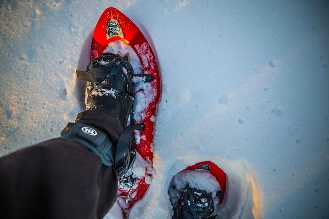 Half Day Snowshoe Hiking Adventure in Levi Lapland - Who will enjoy this Levi excursion most?
