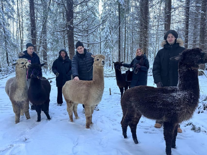 Helsinki: Alpaca Farm Tour with Guided Walk (private) - Five things to know before meeting the alpacas