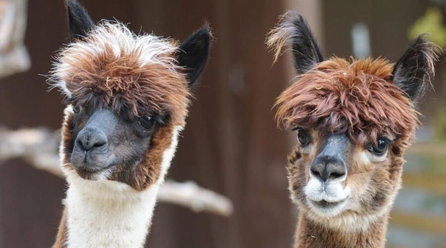 Helsinki: Alpaca Farm Tour with Guided Walk (private) - Leaving Helsinki for a quieter afternoon