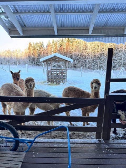 Helsinki: Alpaca Farm Tour with Guided Walk (private) - Clothing, shoes, and farm rules