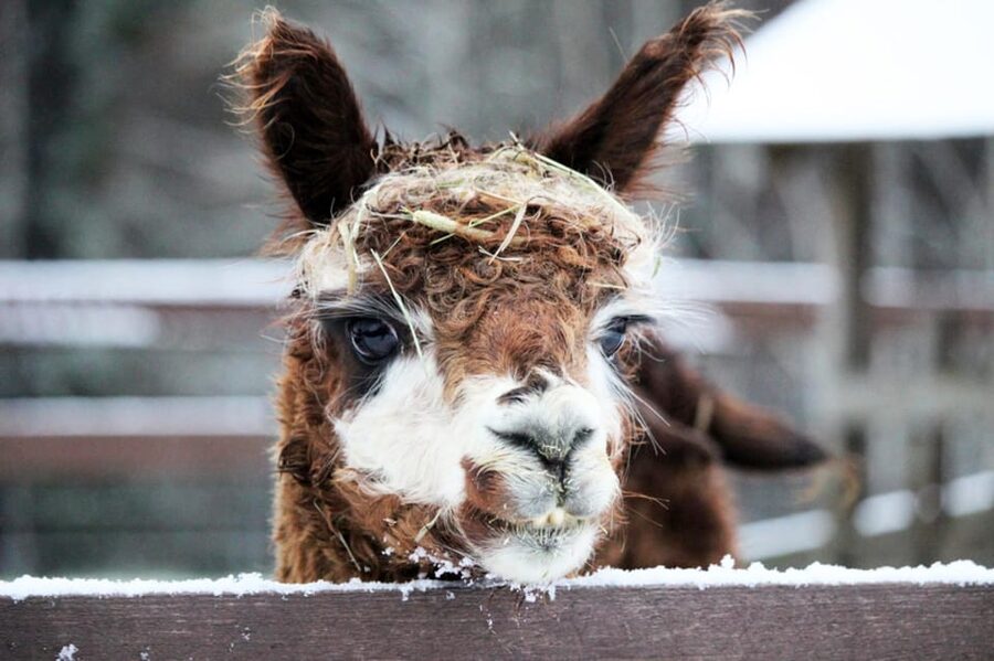 Helsinki: Alpaca Farm Tour with Guided Walk (private) - A few practical judgments before you book