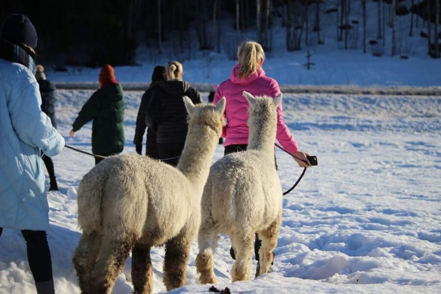 Helsinki: Alpaca Farm Tour with Guided Walk (private) - Leading your own alpaca into the forest