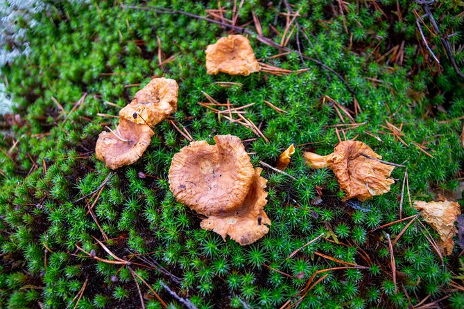 Helsinki: Nuuksio National park hiking with campfire lunch - Price and what the $139.13 covers