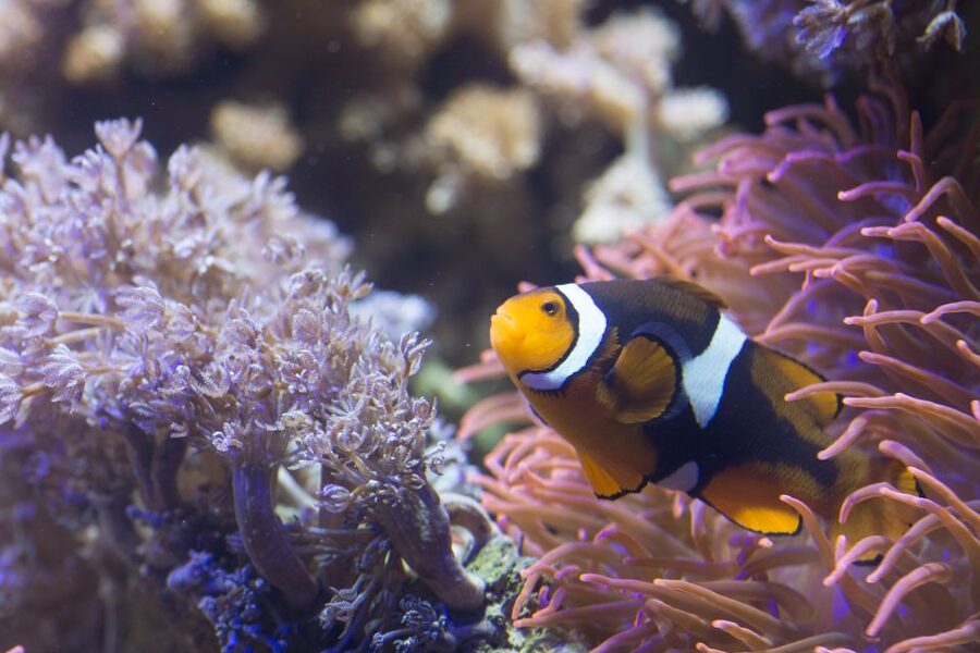 Helsinki: Sea Life Entrance Tickets - Key points at a glance