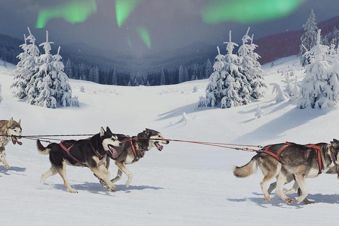 Hunting Northern Lights with Husky - What the 10 to 30 minute sled ride feels like