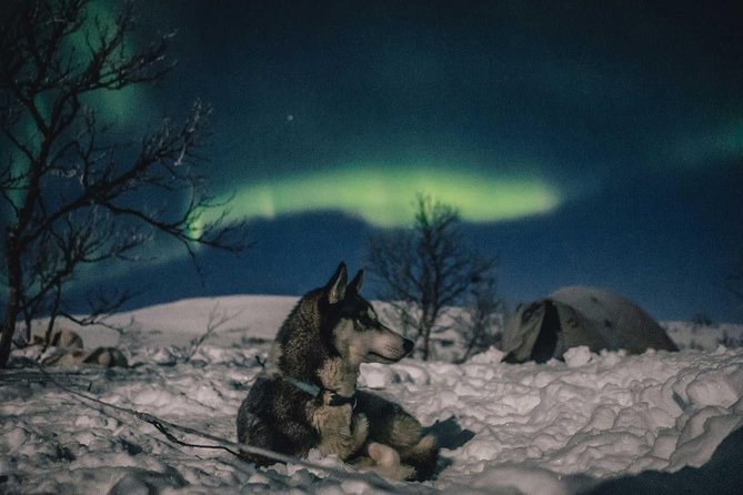 Hunting Northern Lights with Husky - Blueberry juice, sausages, and a crowded fire tent