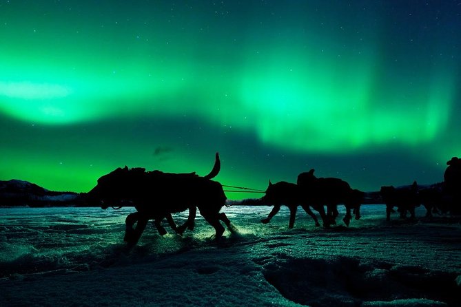 Hunting Northern Lights with Husky - The value of a $275.90 evening