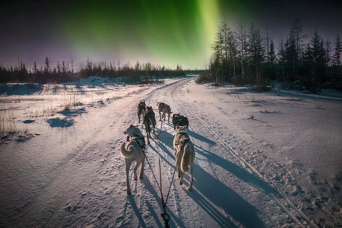 Hunting Northern Lights with Husky - Who should book this husky and aurora outing?