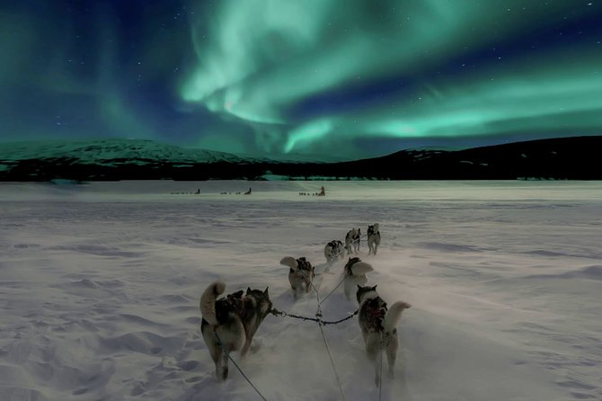 Hunting Northern Lights with Husky - Hunting for the Northern Lights after the dogs