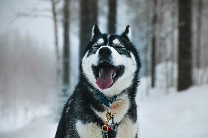 Husky Adventure with 6-10km Safari in Lapland - Key points to know before you book