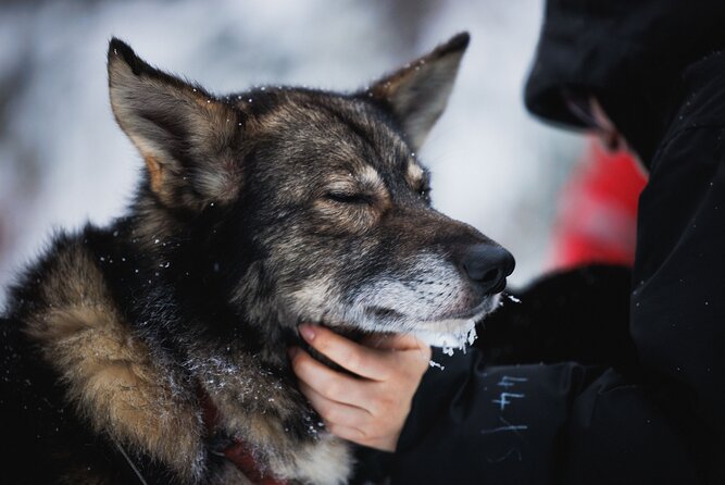 Husky and Reindeer Experience - Transport, Meeting Point, and Cancellation