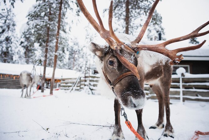 Husky and Reindeer Experience With Snowmobiling - Riding a snowmobile across the snowy forest