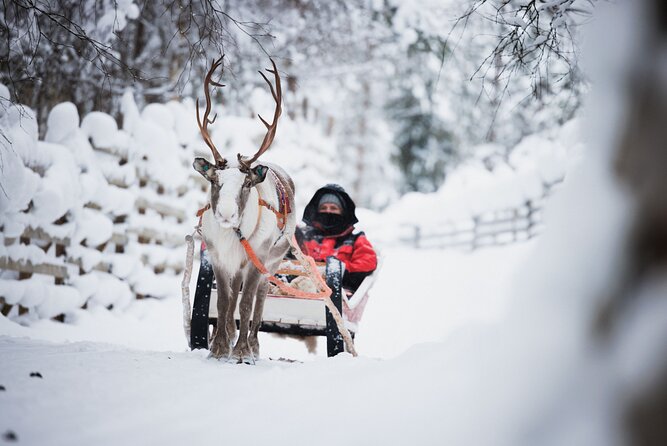 Husky and Reindeer Experience - The Reindeer Farm: A Short Ride in a Quiet Setting