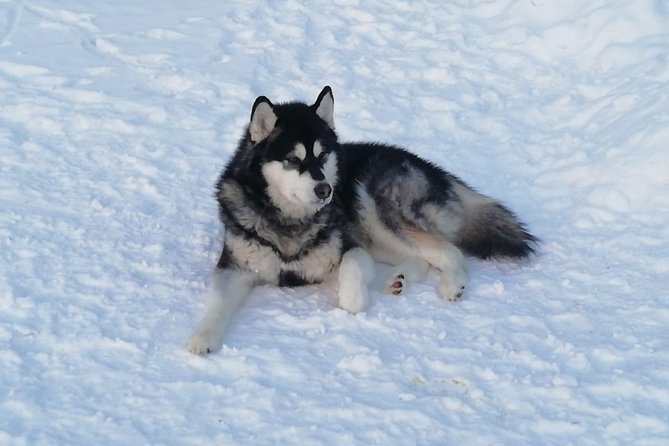 Husky safari - Sharing one sled with a driver and passenger