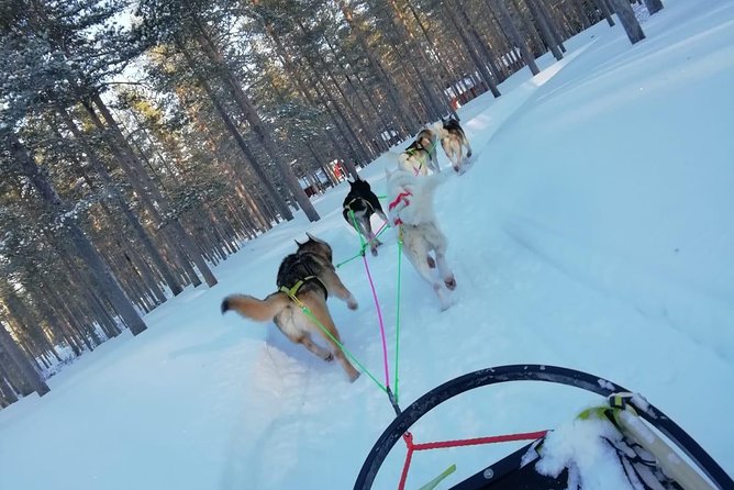 Husky safari - A hot drink and a simple finish
