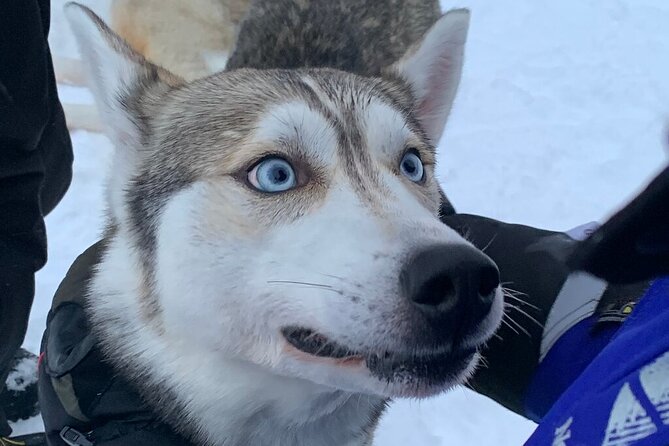 Husky Safari from Levi 2 KM or 5 KM with Husky Sledge Ride - Meeting the dogs before the ride