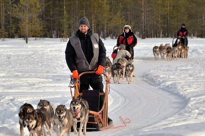 Husky Safari from Levi 2 KM or 5 KM with Husky Sledge Ride - Snowy woods, speed, and stillness