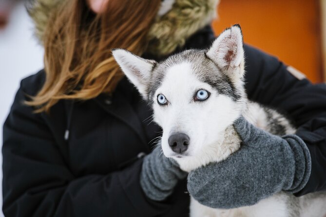 Husky Safari from Levi 2 KM or 5 KM with Husky Sledge Ride - Is $202.84 good value?