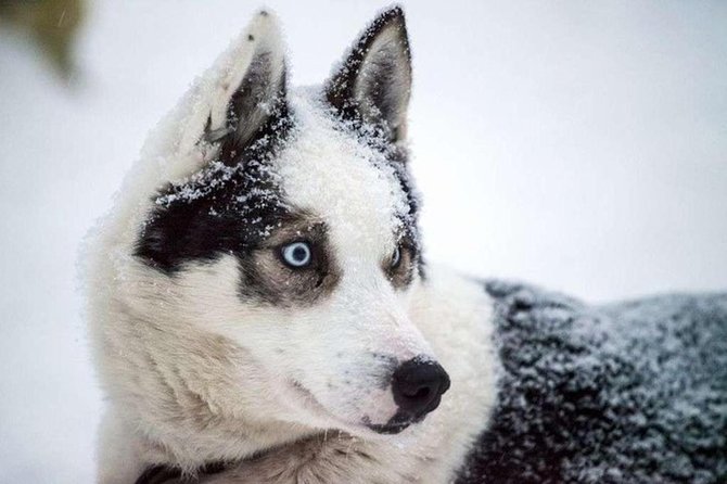 Husky Safari from Levi 2 KM or 5 KM with Husky Sledge Ride - Group size, families, and comfort