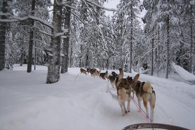 Husky Safari from Levi 2 KM or 5 KM with Husky Sledge Ride - Animal care and responsible expectations