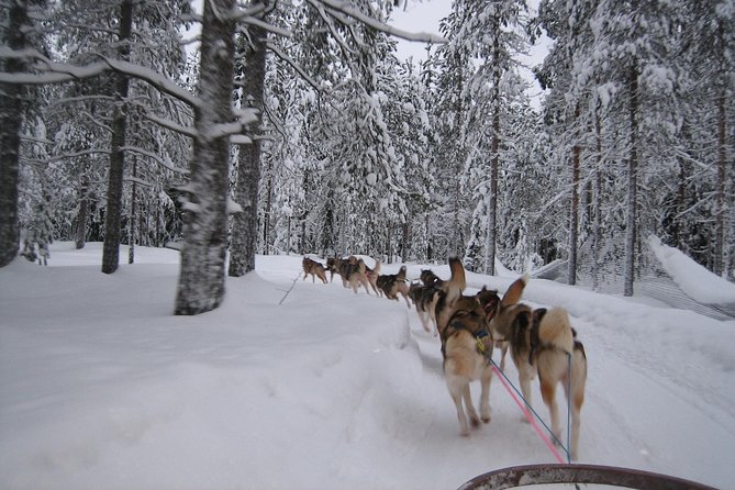 Husky Safari from Rovaniemi Including a Husky Sled Ride - Families, children, and physical comfort