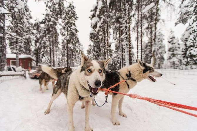 Husky Safari from Rovaniemi Including a Husky Sled Ride - Clothing and cold-weather preparation
