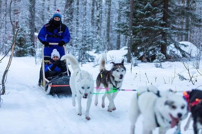 Husky safari - Meeting the sled dogs before the 30-minute ride