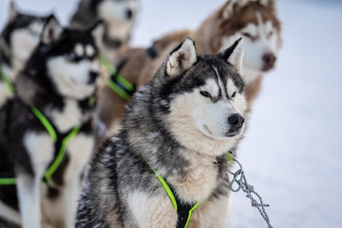Husky Sledding Self-driving in Rovaniemi - Key points at a glance