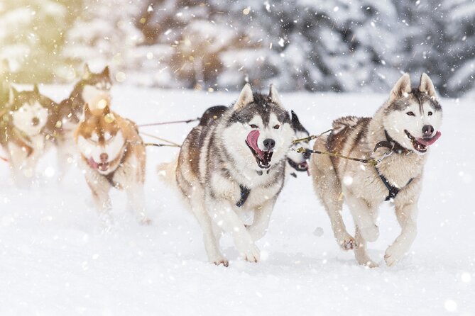 Husky Sledding Self-driving in Rovaniemi - Learning to handle the sled