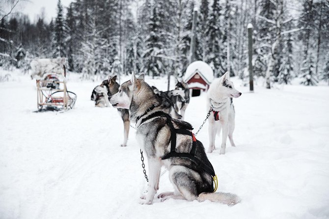 Ice Fishing and Husky - Group size, guide support, and the overall mood