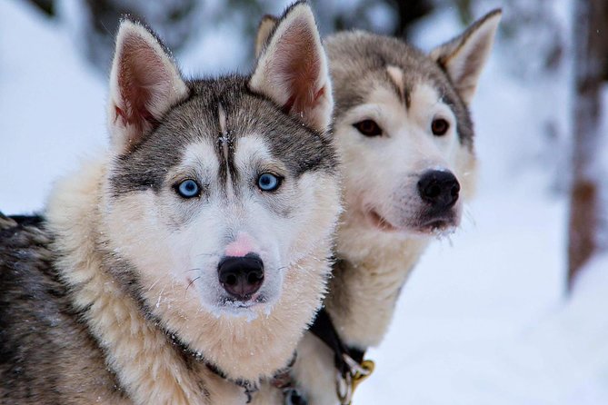 Ice Fishing and Husky - Who will enjoy this outing most?