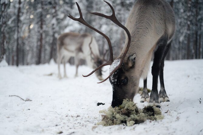 Ivalo: Aurora Hunting with Reindeer - Reindeer Food and Hot Berry Juice by the Fire