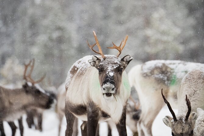 Ivalo: Aurora Hunting with Reindeer - Learning the Suopunki Technique