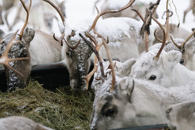 Ivalo: Reindeer herd and fishing experience - What makes this Ivalo outing special
