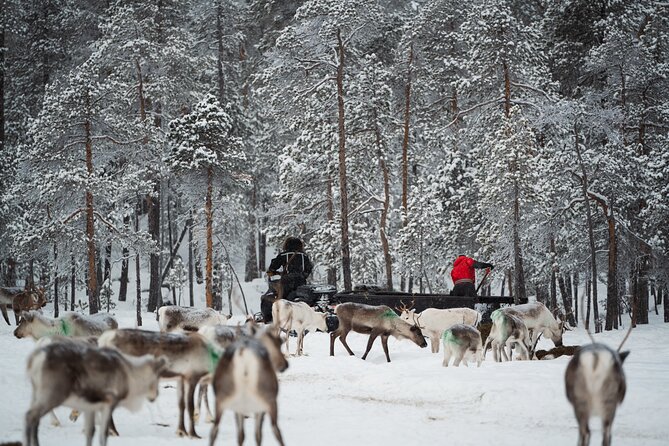 Ivalo: Reindeer herd and fishing experience - The snowmobile ride into Lapland