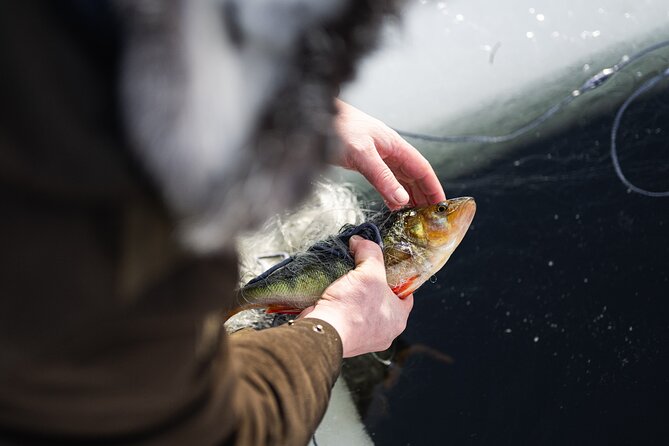 Ivalo: Reindeer herd and fishing experience - Meeting reindeer in the forest