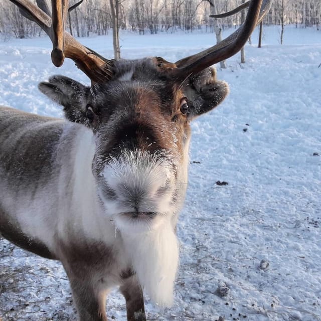 Ivalo: Snowmobile Safari, Meet and Feed Reindeers with Lunch - Key details before you book