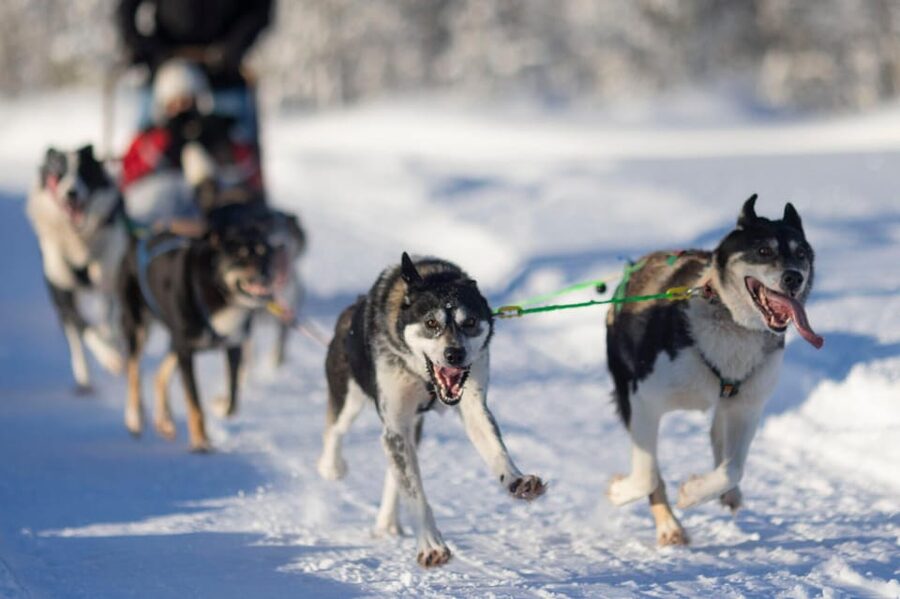Kemi-Tornio: Husky Sled Ride with Hot Drink - Key points to know before booking