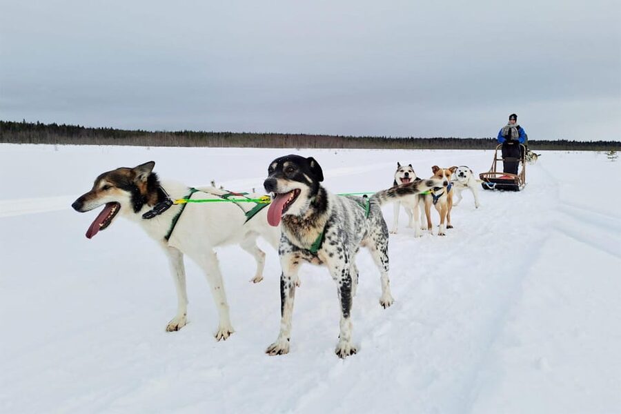 Kemi-Tornio: Husky Sled Ride with Hot Drink - Starting at the Sea Lapland Safaris safari house
