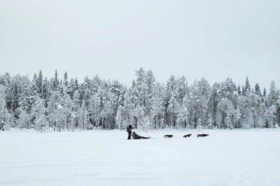 Kemi-Tornio: Husky Sled Ride with Hot Drink - Riding 5 kilometers through frozen Sea Lapland