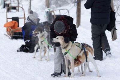 Husky Sled Ride with Hot Drink