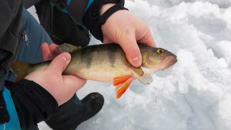 Kemi-Tornio: Ice Fishing Safari with Snowmobiles - Key points before you book