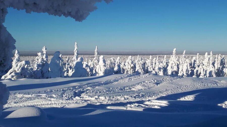 Kemi-Tornio: Snowmobile Forest Safari w/ Hot Drink & Snacks - Starting at Sea Lapland Safaris in Kemi